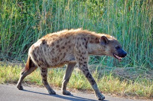 hyena taking a stroll in the sunshine, looking happy and little menacing.