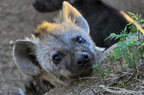 closeup of hyena pup's face. Looks charming and cute.